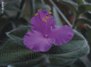 Tradescantia Sillamontana
