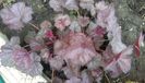 heuchera rave on