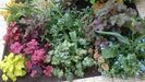 + heuchera americana palace purple