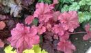 heuchera berrysmoothie