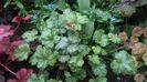 heuchera paris