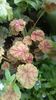 heuchera van gogh