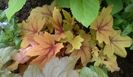 heucherella sweet tea