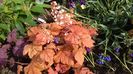 heucherella redstone falls