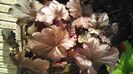 heuchera obsidian