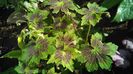 Geranium phaeum Samobor