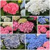 Seminte de hortensia hydrangea