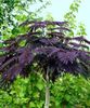 albizia chocholate