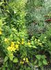 Kerria japonica