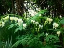 Dicentra alba