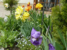 Primul iris inflorit