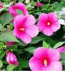 Hibiscus Moscheutos roz (de gradina)
