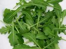 Rochet - Rucola - seminte
