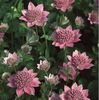 Astrantia maxima seminte