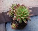 Sempervivum seminte cactus