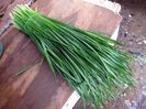 Chives Ceapa de tuns pentru salate