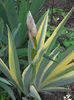 iris variegat