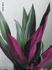 Tradescantia Spathacea