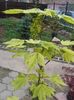 artar variegat 120cm=65lei