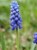 Muscari - aprilie 2017