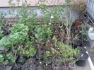 coacazi,josta,aronia,a.stafide