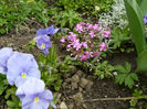 Phlox Early Spring