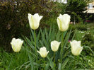 Greenspring tulip