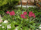 Tulips Humilis Liliput