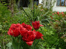 Lion king tulips