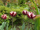 Fointanbleau tulips
