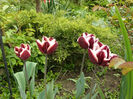 Fointanbleau tulips