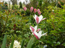 Pepermint stick tulips