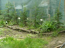 Leylandi, clematis , hemerocalisi si Mysti Glen narcissus