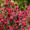 Cytisus scoparius 'Boskoop Ruby