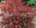 Cytisus scoparius 'Boskoop Ruby