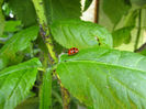 Buburuza(Coccinella septempunctata)