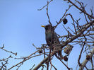 Graur (Sturnus vulgaris)