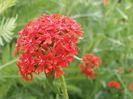 Lychnis chalcedonica