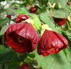 Abutilon rosu inchis (bordo)