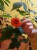 Abutilon