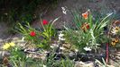 cateva floricele puse-n ladite, ceva protectie pt cartite..