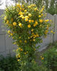 kerria japonica