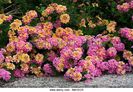 lantana-camara-feston-rose