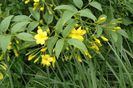 jasminum_humile_revolutum