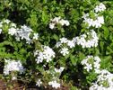 Plumbago_white1-max-500