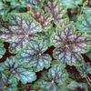heuchera americana Dale's Strain