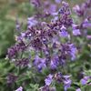 Nepeta faassenii Light blue