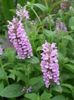 Nepeta nervosa Pink Cat