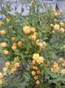 keria japonica
