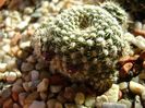 Rebutia krainziana